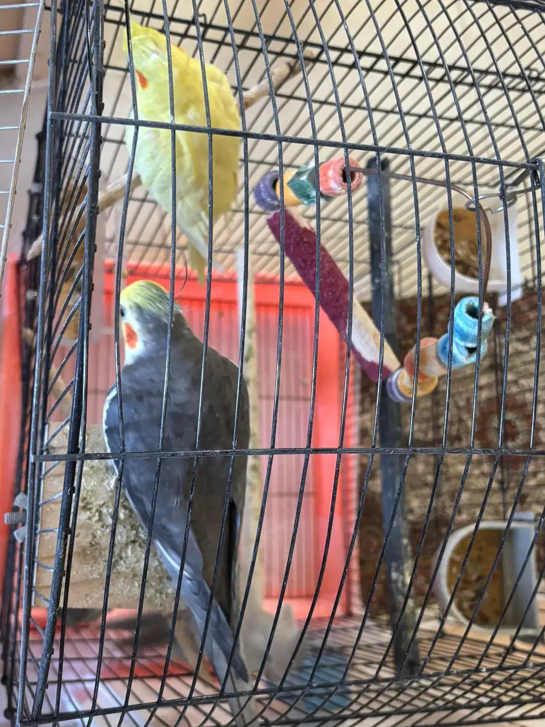 عروس هلندی نروماده|پرنده|پرند, فاز ۲|دیوار