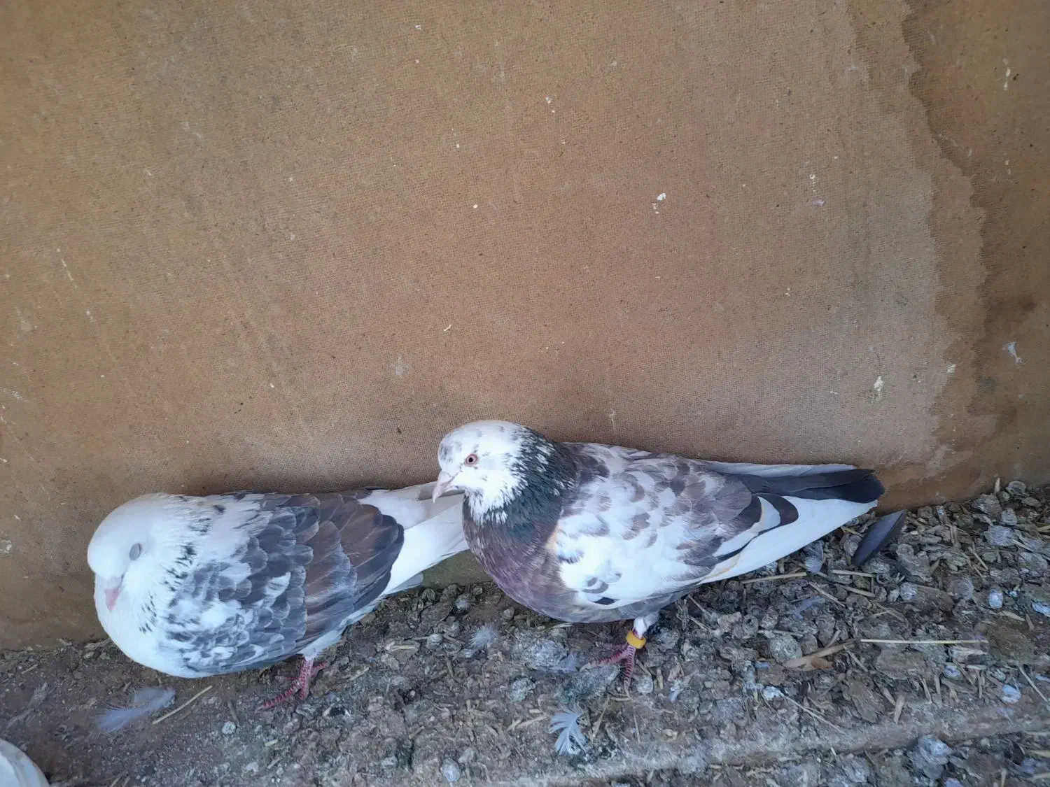 4000000|پرنده|رامجین, |دیوار