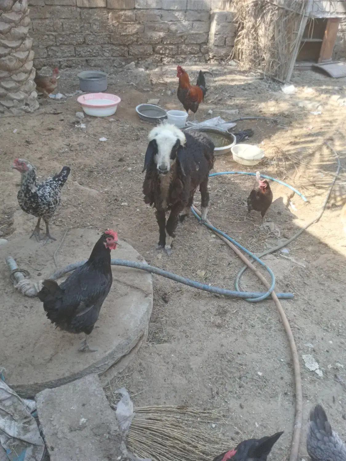 بره ماده|حیوانات مزرعه|آبپخش, |دیوار