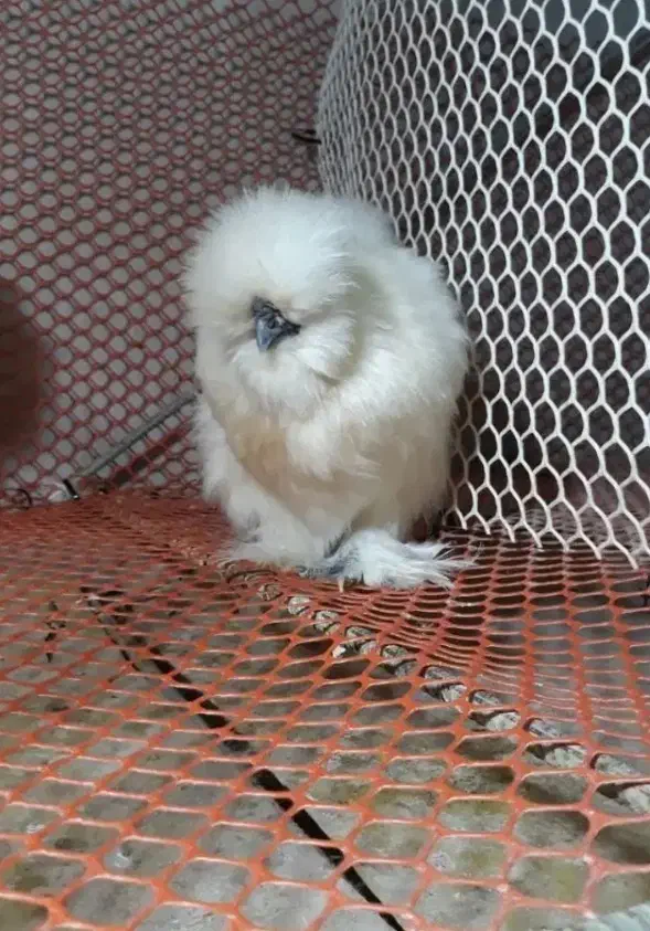 تخم نطفه دار وجوجه ابریشمی|حیوانات مزرعه|مشهد, شهرک رازی (شهرک غرب)|دیوار