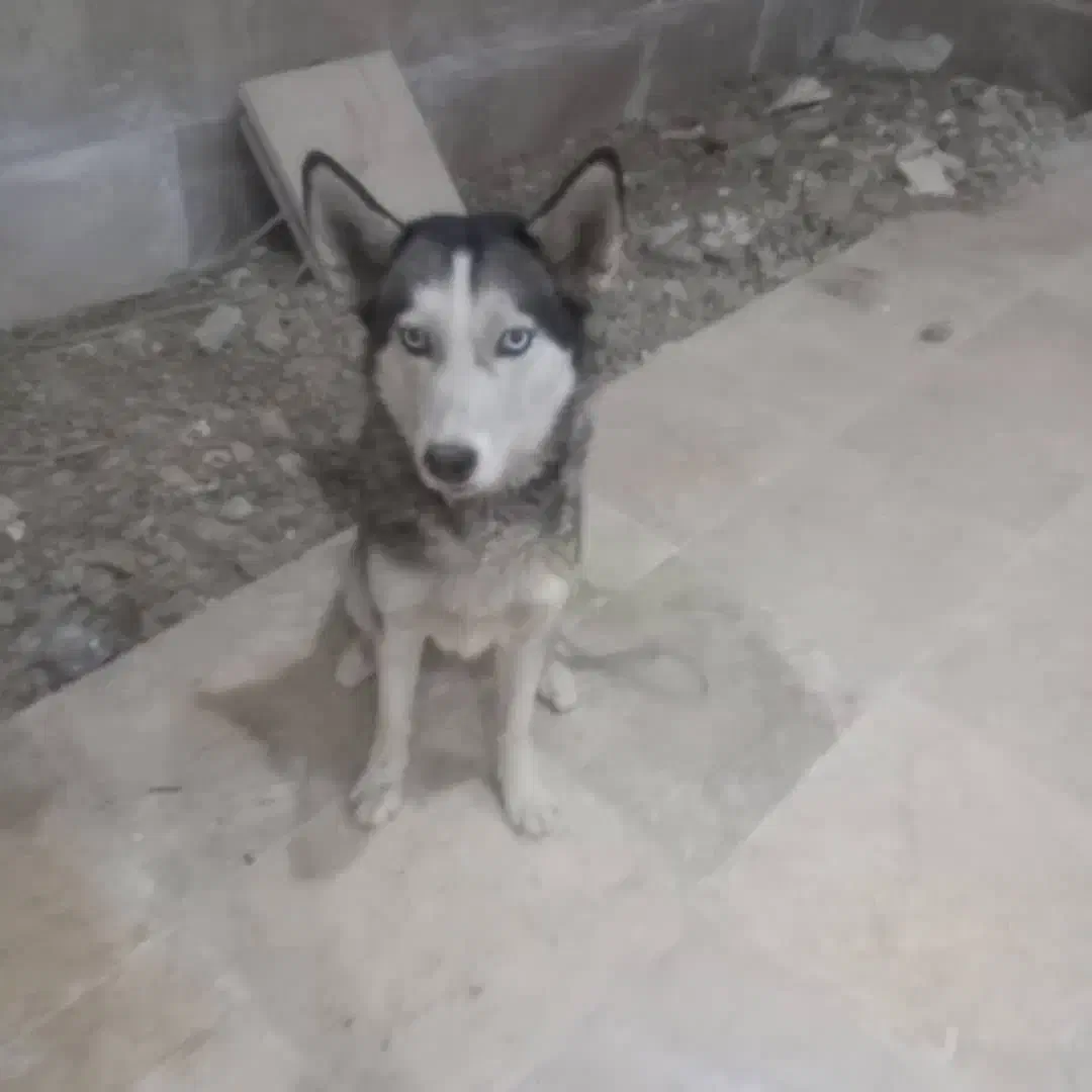 سگ هاسکی|سگ|محمدشهر, سیدآباد|دیوار