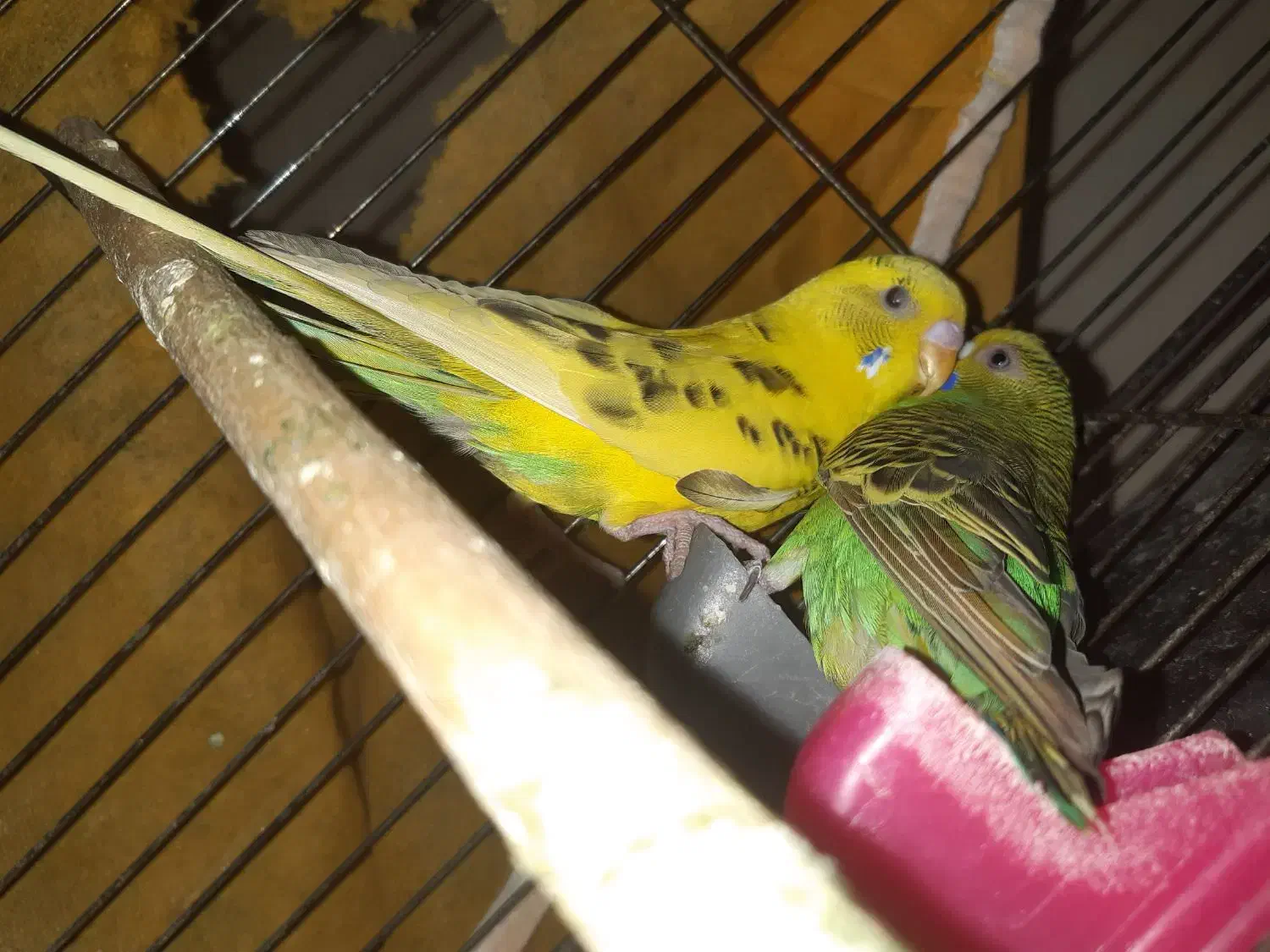 مرغ عشق|پرنده|اصفهان, حصه جنوبی|دیوار