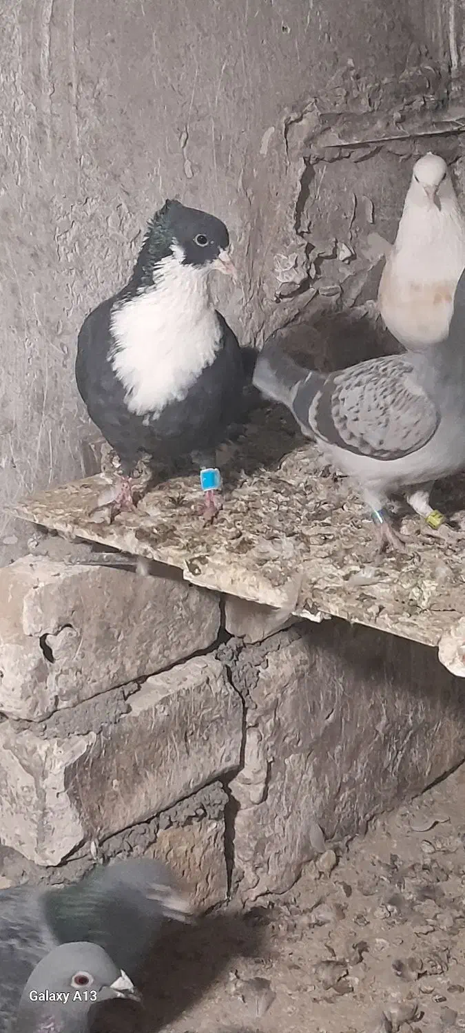 کبوتر|پرنده|سربیشه, |دیوار