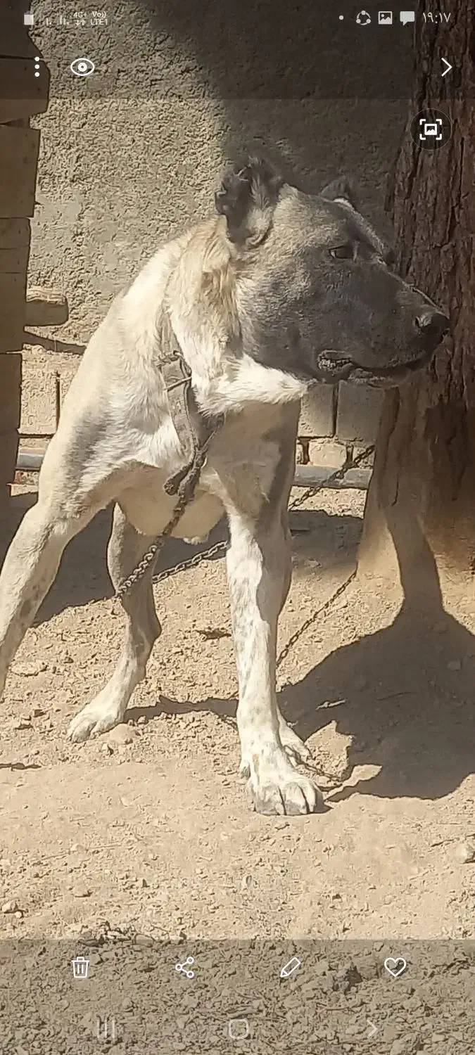 سگ سرابی|سگ|اصفهان, شهید رجایی|دیوار