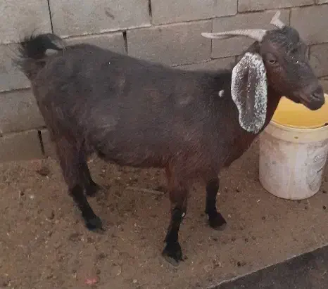 بز پاکستانی|حیوانات مزرعه|شهرضا, |دیوار