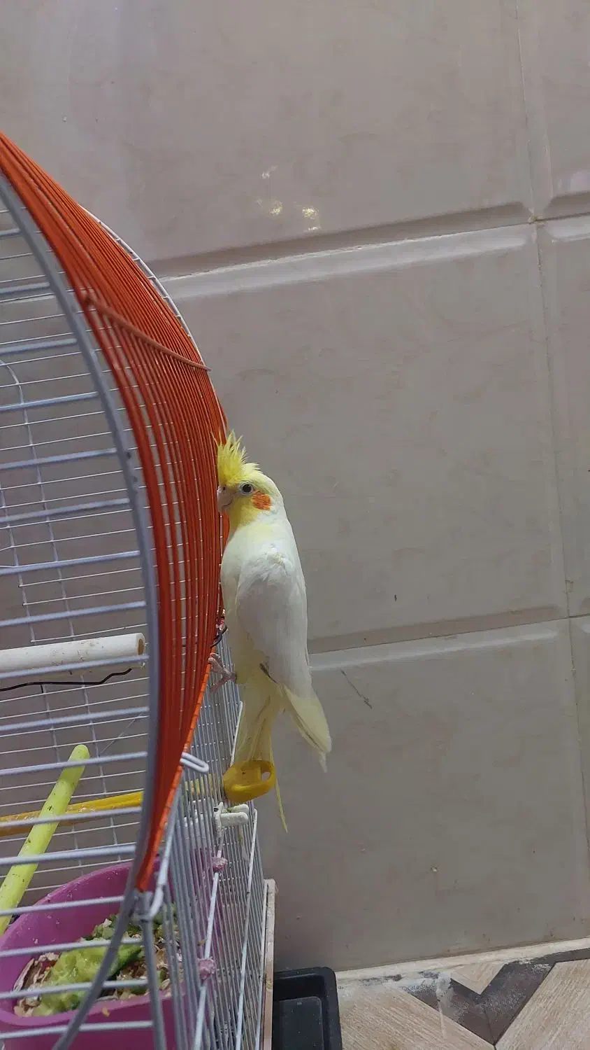 عروس هلندی|پرنده|زابل, |دیوار