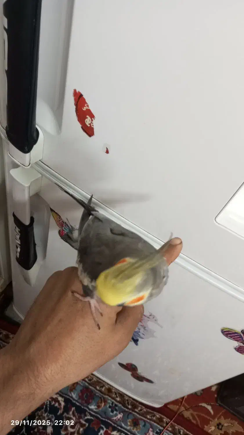 عروس هلندی نر|پرنده|مشهد, شهرک شهید باهنر|دیوار