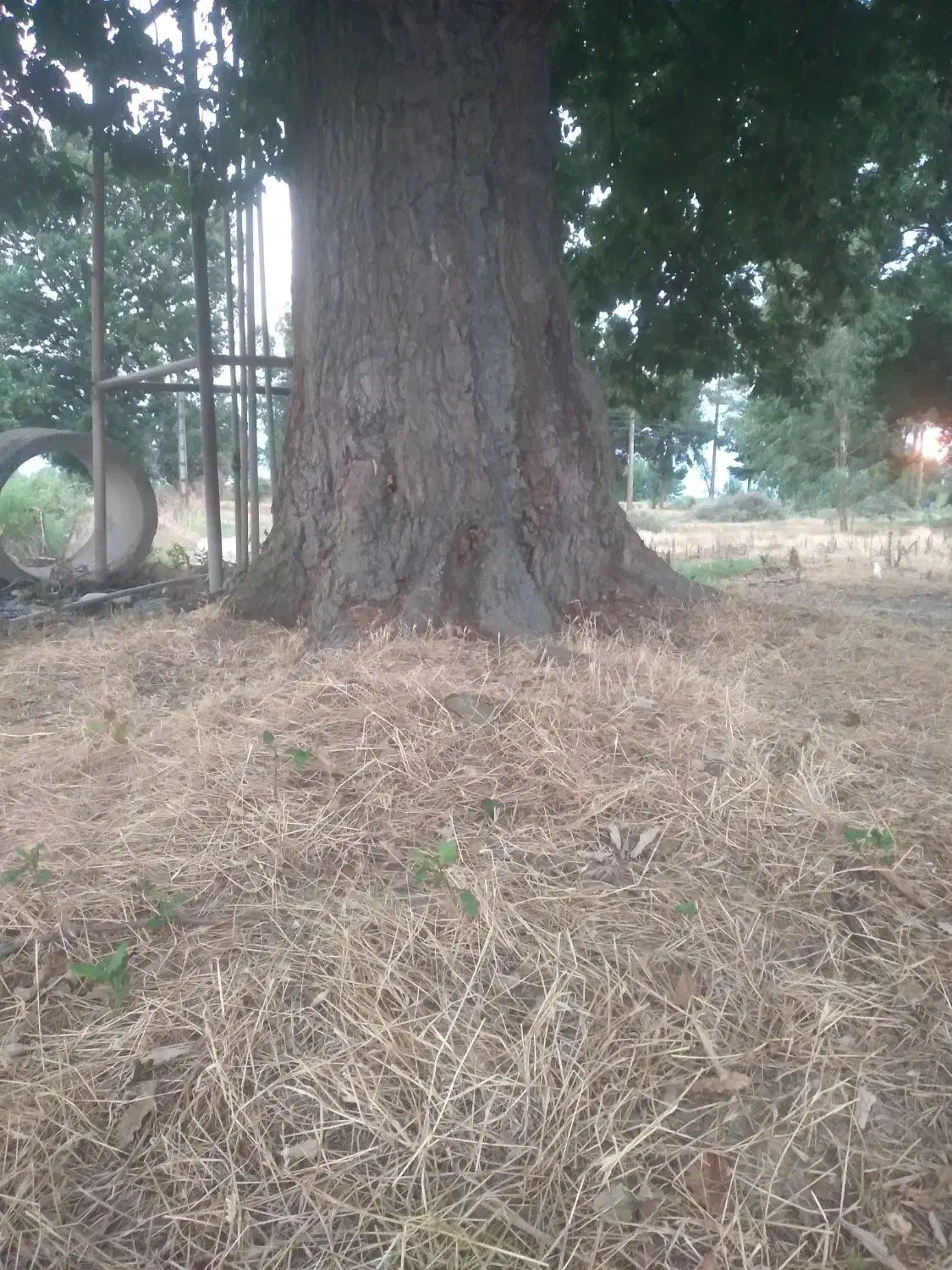 چوب شما را میخریم ، باغ را هرس میکنیم|خدمات باغبانی و درختکاری|نوکنده, |دیوار