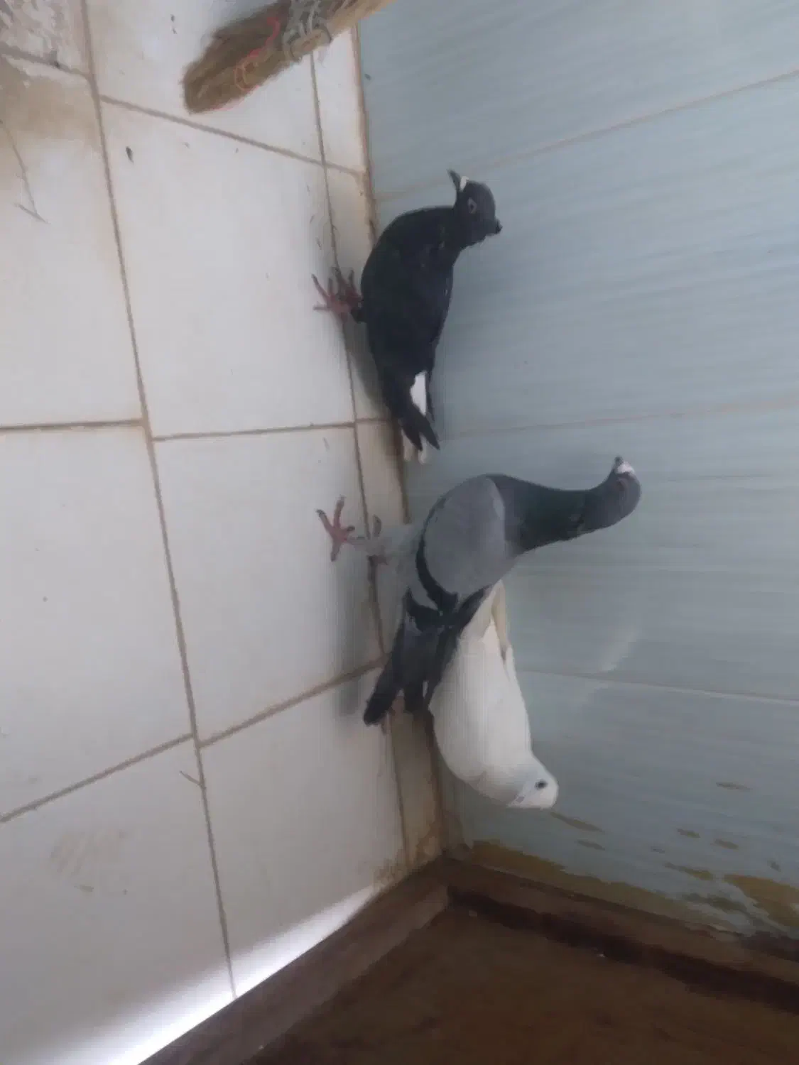 2تالمانی یک دومسفید|پرنده|شیروان (خراسان), |دیوار