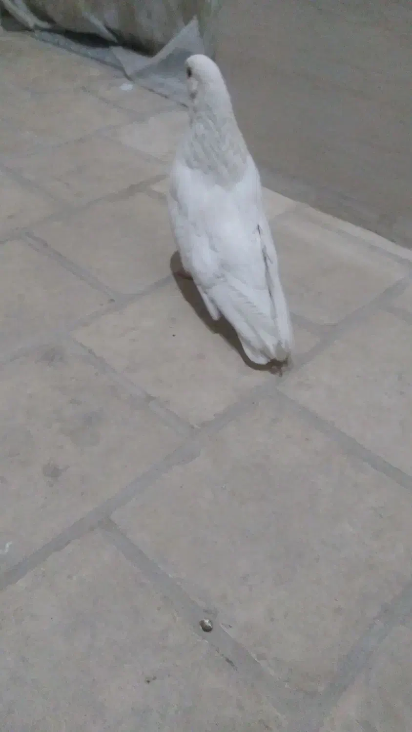 کبوتر ماده سفید تهرانی|پرنده|اردکان, |دیوار