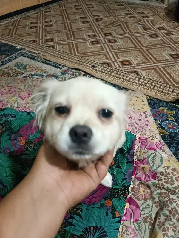 توله اشپیتز ماده|سگ|نسیم‌شهر, |دیوار