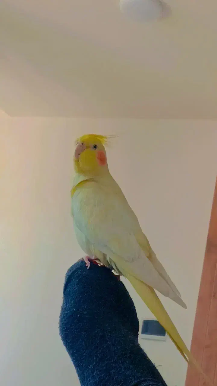 عروس هلندی|پرنده|خواف, |دیوار