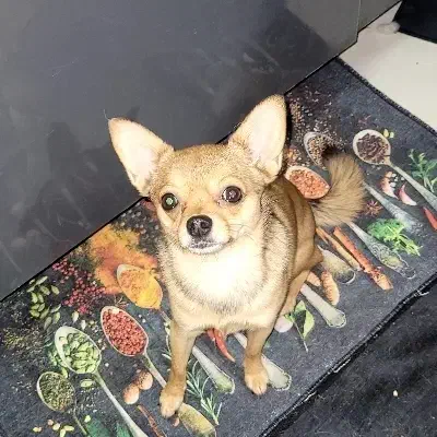 میکس وماده میکس شی واوا با پامر|سگ|تهران, سهروردی|دیوار