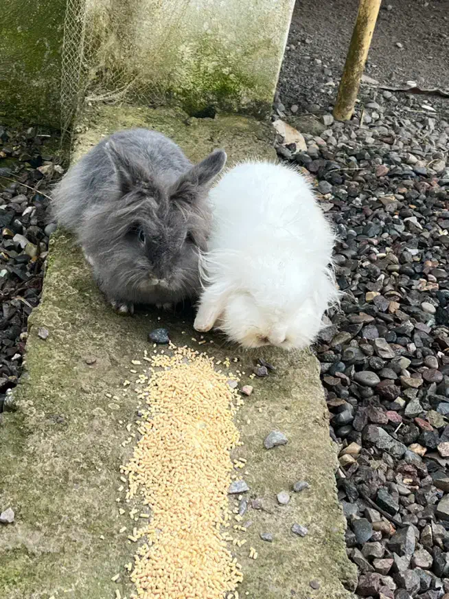 خرگوش لوپ ترکیش عروسکی|موش و خرگوش|تولم شهر, |دیوار