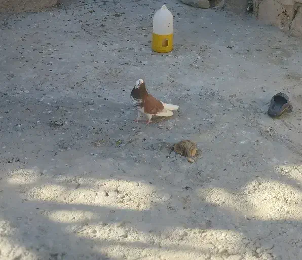 کفتر گرگی|حیوانات|بروجرد, |دیوار