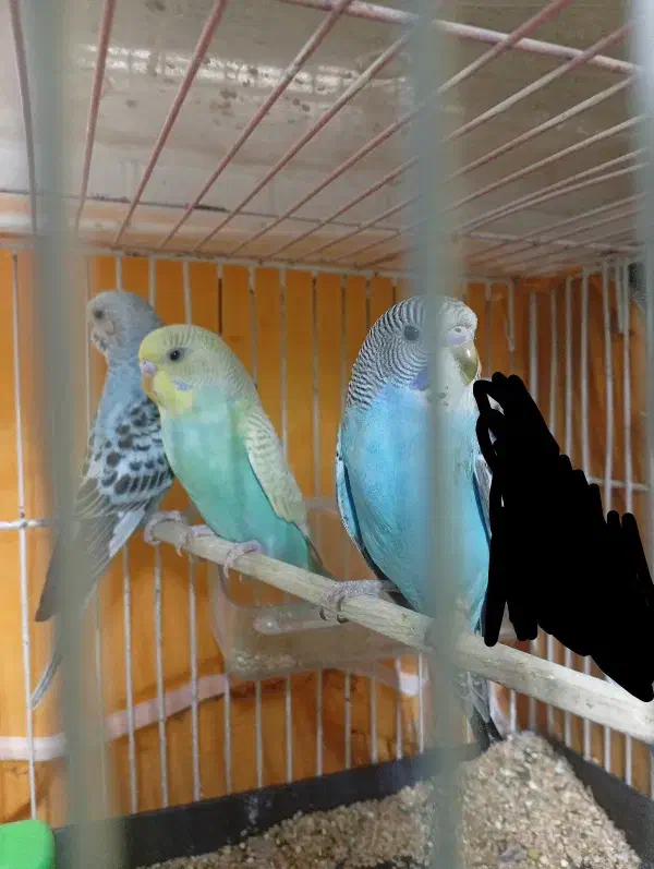 فروش سه عدد جوجه مرغ عشق دستی|پرنده|سبزوار, توحیدشهر|دیوار