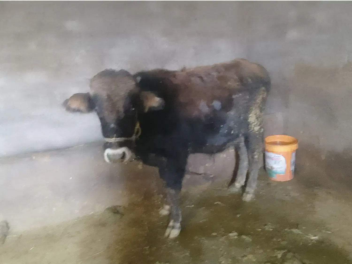 دو راس گاو نر|حیوانات مزرعه|ماهنشان, |دیوار