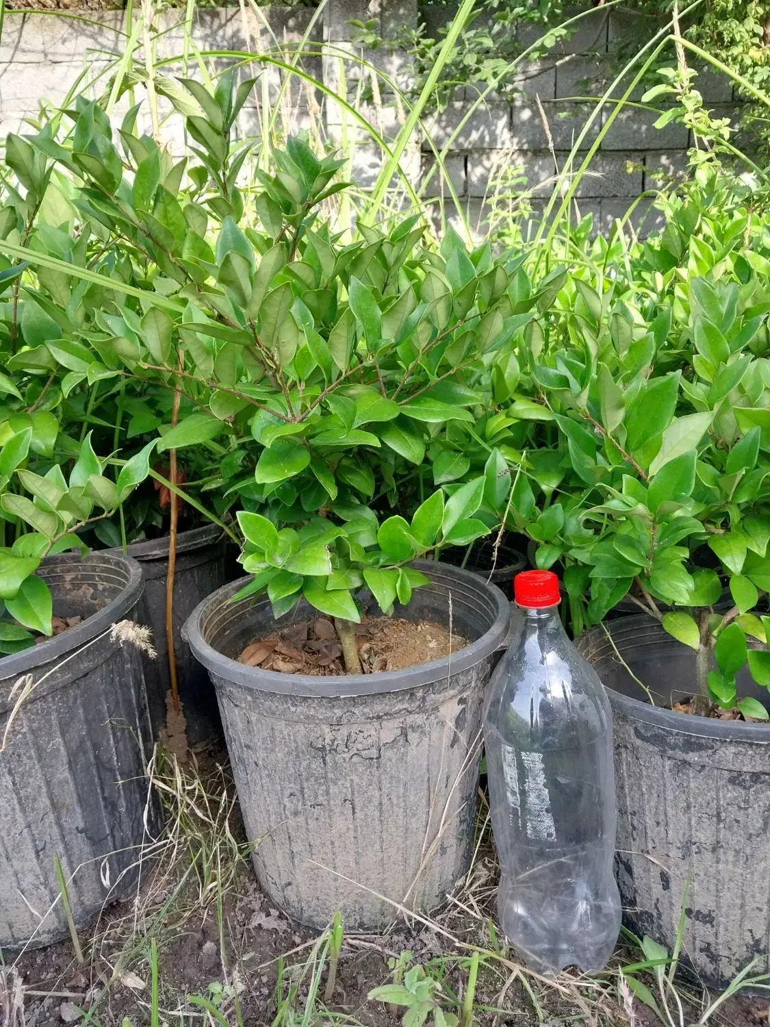 یاس هلندی|گل و گیاه طبیعی|نوشهر, |دیوار