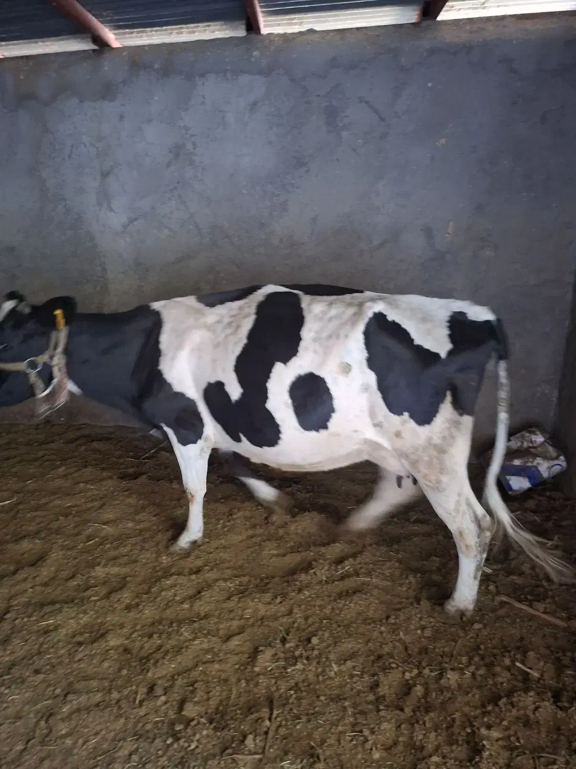 گاو شیری|حیوانات مزرعه|فهرج, |دیوار