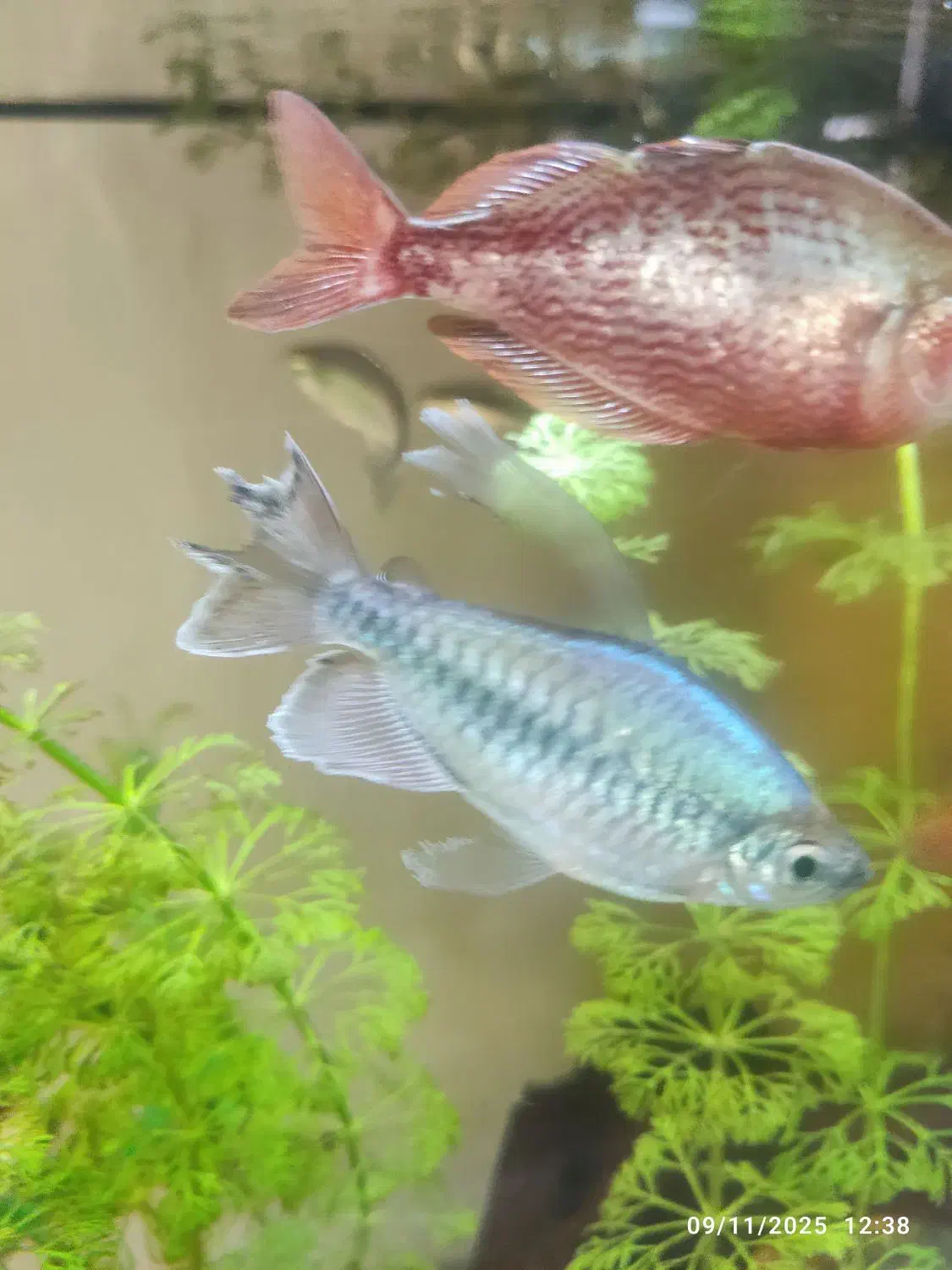 ماهی تترا کنگو کمیاب|ماهی|شیراز, شهرک بهشتی|دیوار