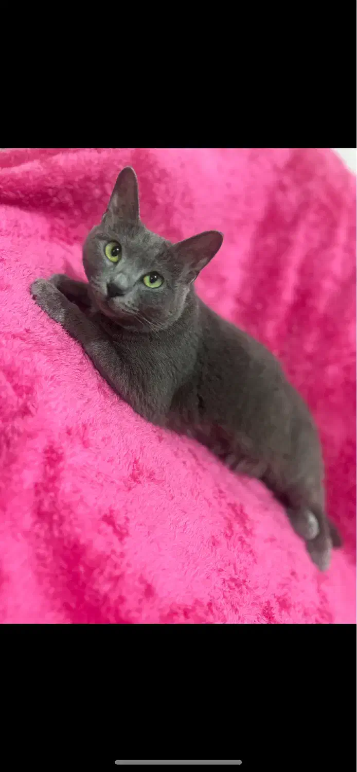 گربه|گربه|ملارد, |دیوار