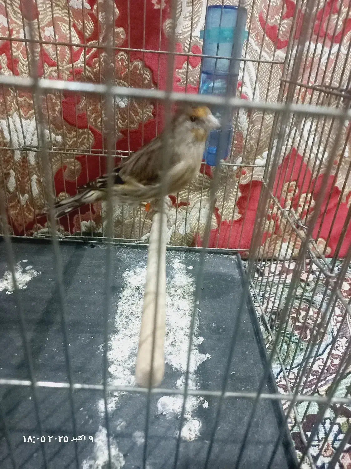 جوجه سهره قناری|پرنده|اندیشه, اندیشه فاز ۱|دیوار