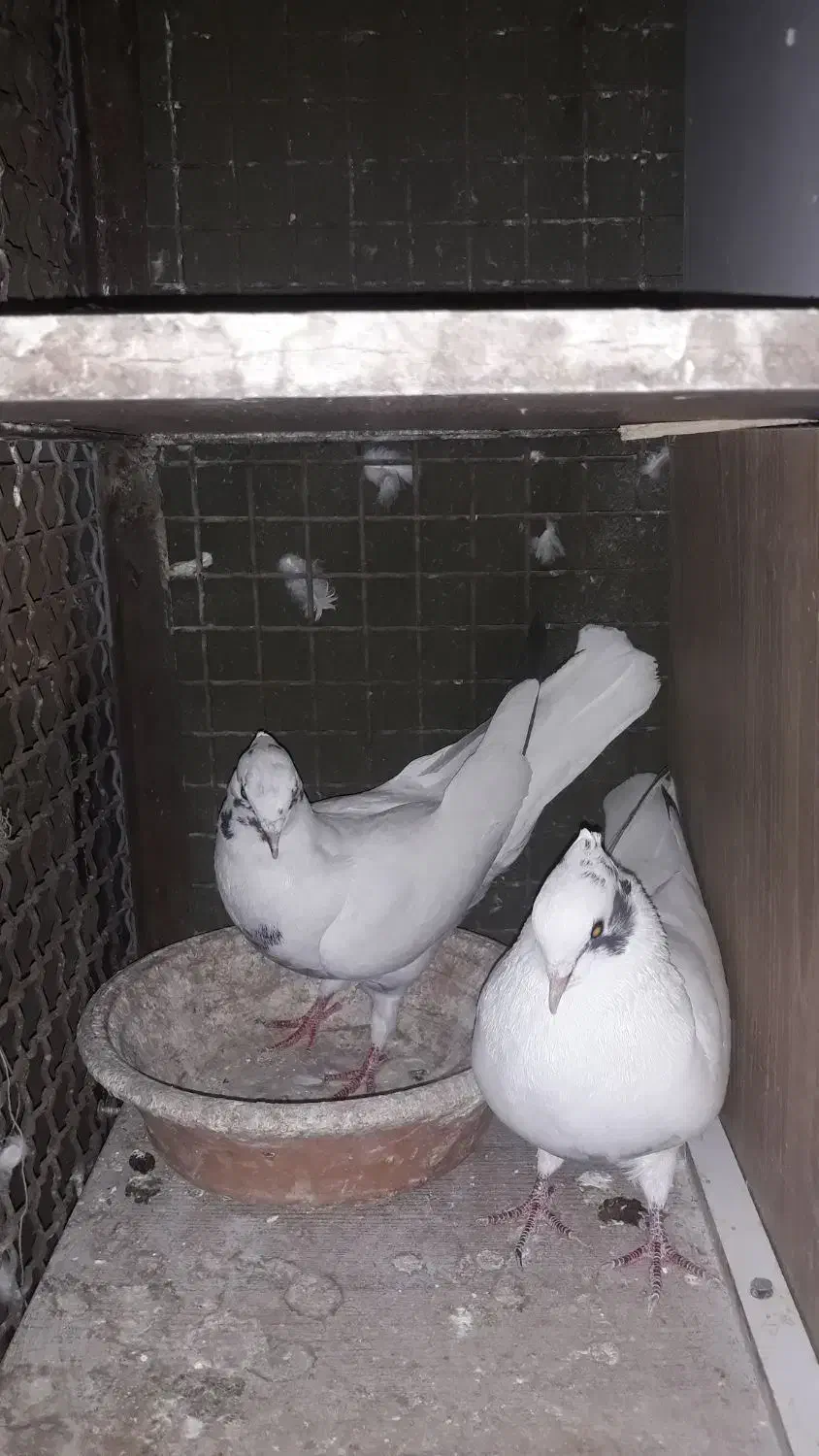 کفتر کبوتر شاپر خال ابی کم خال|پرنده|چرداول, |دیوار