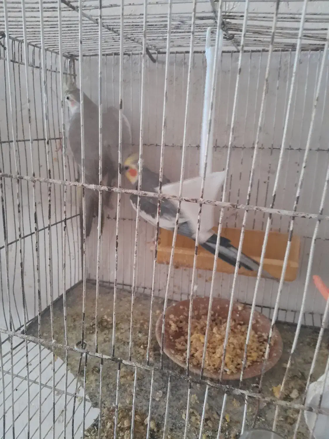 معاوضه|پرنده|مشهد, رده|دیوار