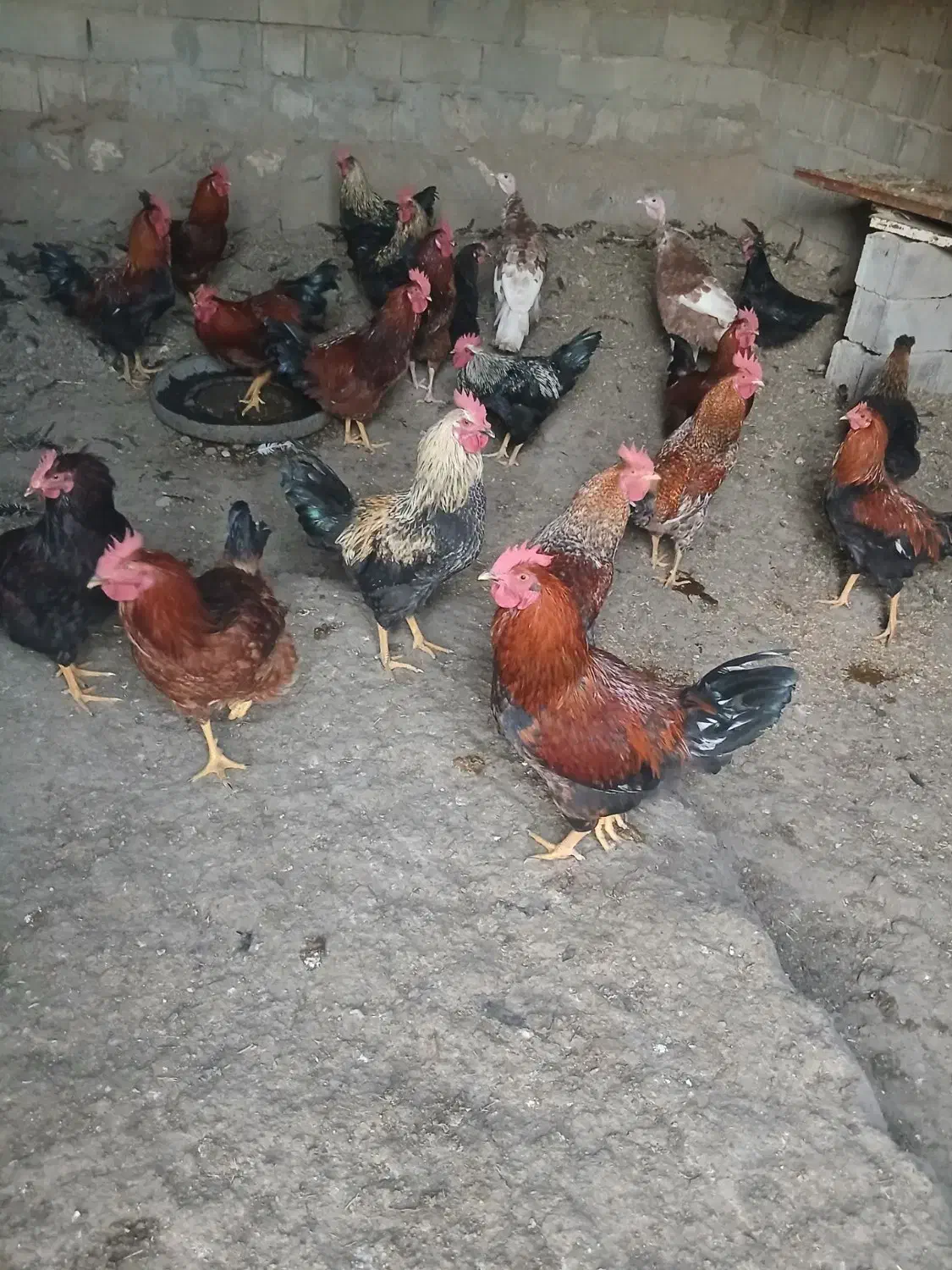 فروش خروس ارگانیک|حیوانات مزرعه|مشگین شهر, |دیوار