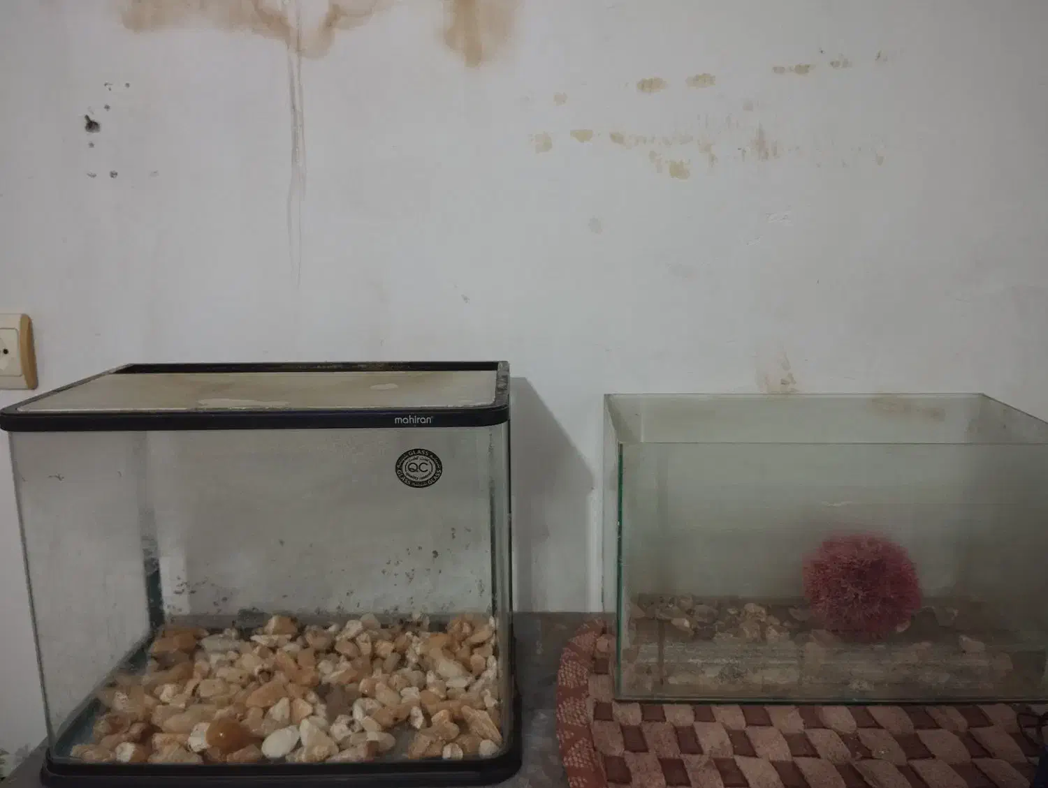 2 عدد آکواریوم و وسایل|ماهی|قائن, |دیوار