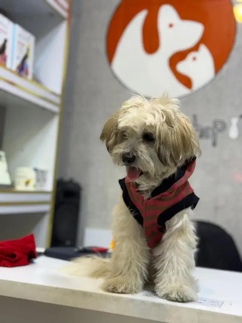 شیتزو واکسینه شده نر ۶ ماهه ب علت تنهایی واگذاری|سگ|شهریار, شهرک شاهد|دیوار