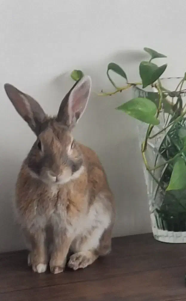 یه عدد خرگوش گمشده|موش و خرگوش|کلارآباد, |دیوار