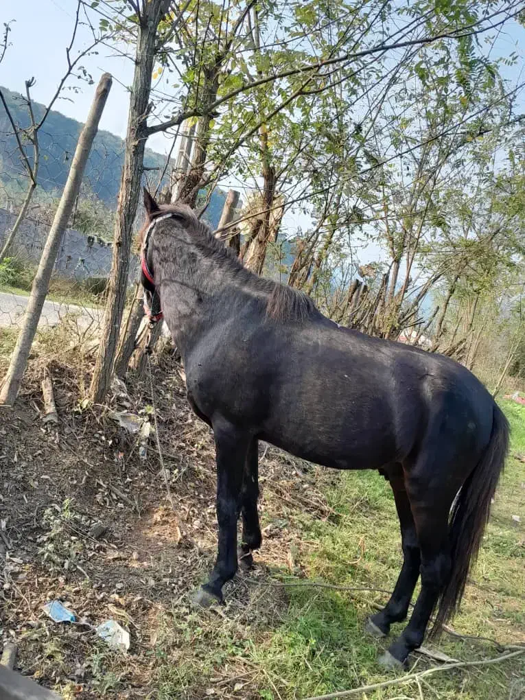 این اسب سیاه به فروش میرسد|اسب و تجهیزات اسبسواری|گوراب زرمیخ, |دیوار