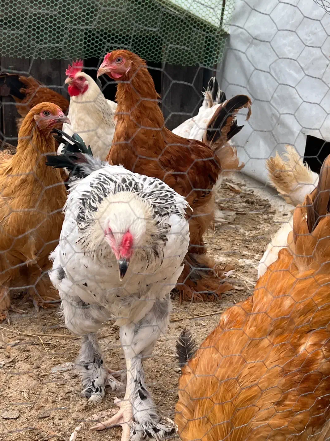 مرغ برهما بالغ آماده تخم گذاری|حیوانات مزرعه|آمل, |دیوار