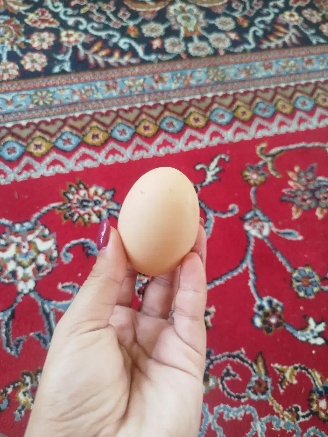 محلی ارگانیک دو رگه نمی باشد|خوردنی و آشامیدنی|لاهیجان, آهندان|دیوار