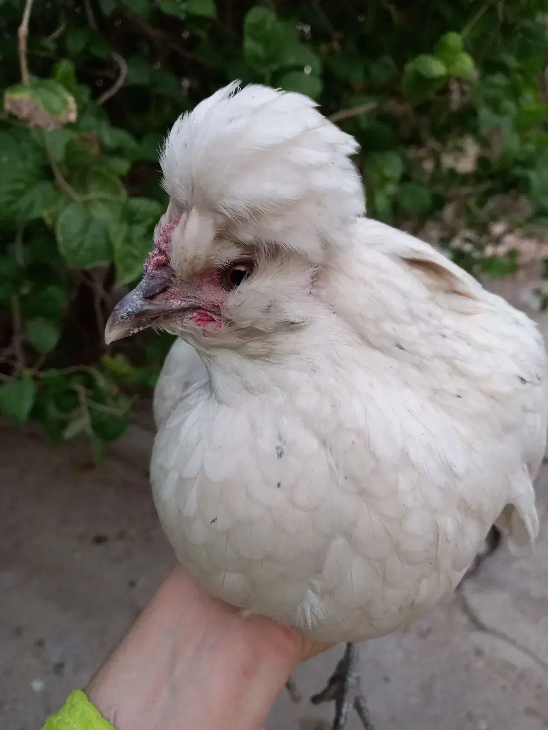 مرغ تخم گذار|حیوانات مزرعه|شادگان, |دیوار