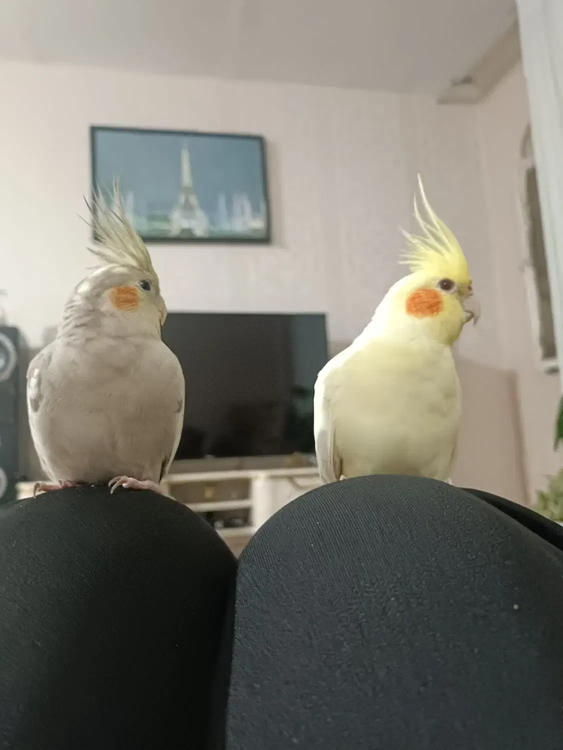 عروس هلندی دستی|پرنده|اسلام‌شهر, شهرک مهدیه|دیوار