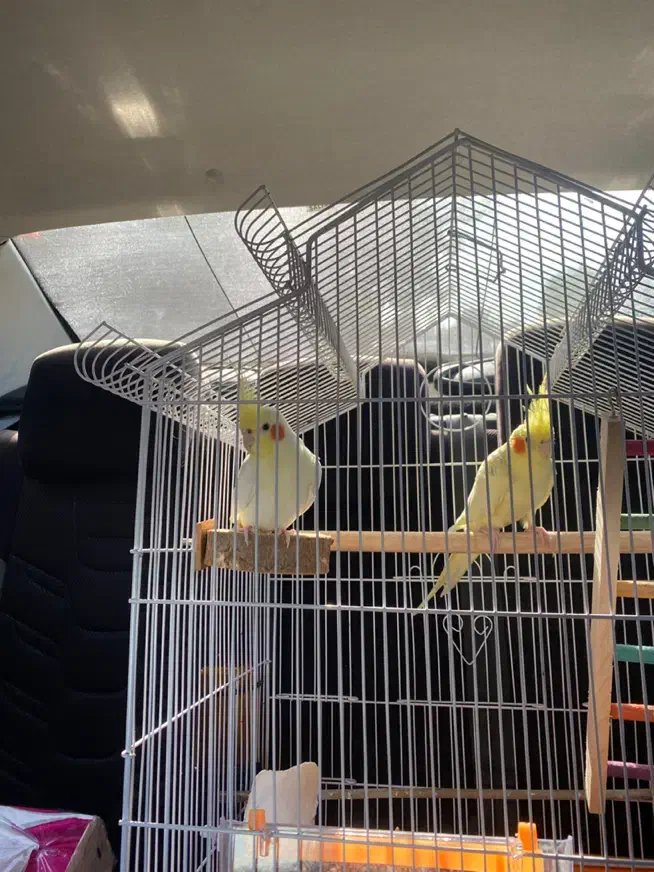 عروس هلندی|پرنده|کیاشهر, |دیوار