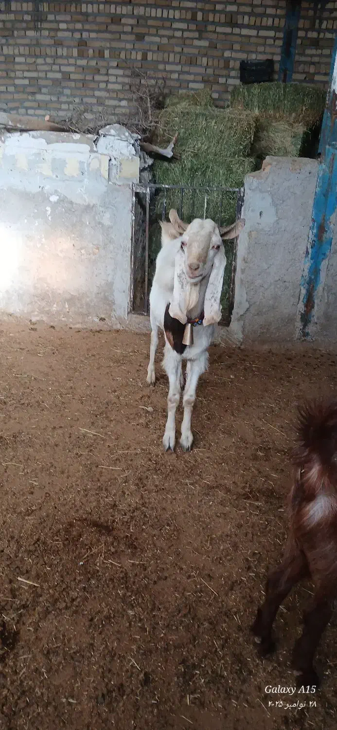 ساورین نجدی|حیوانات مزرعه|الشتر, |دیوار