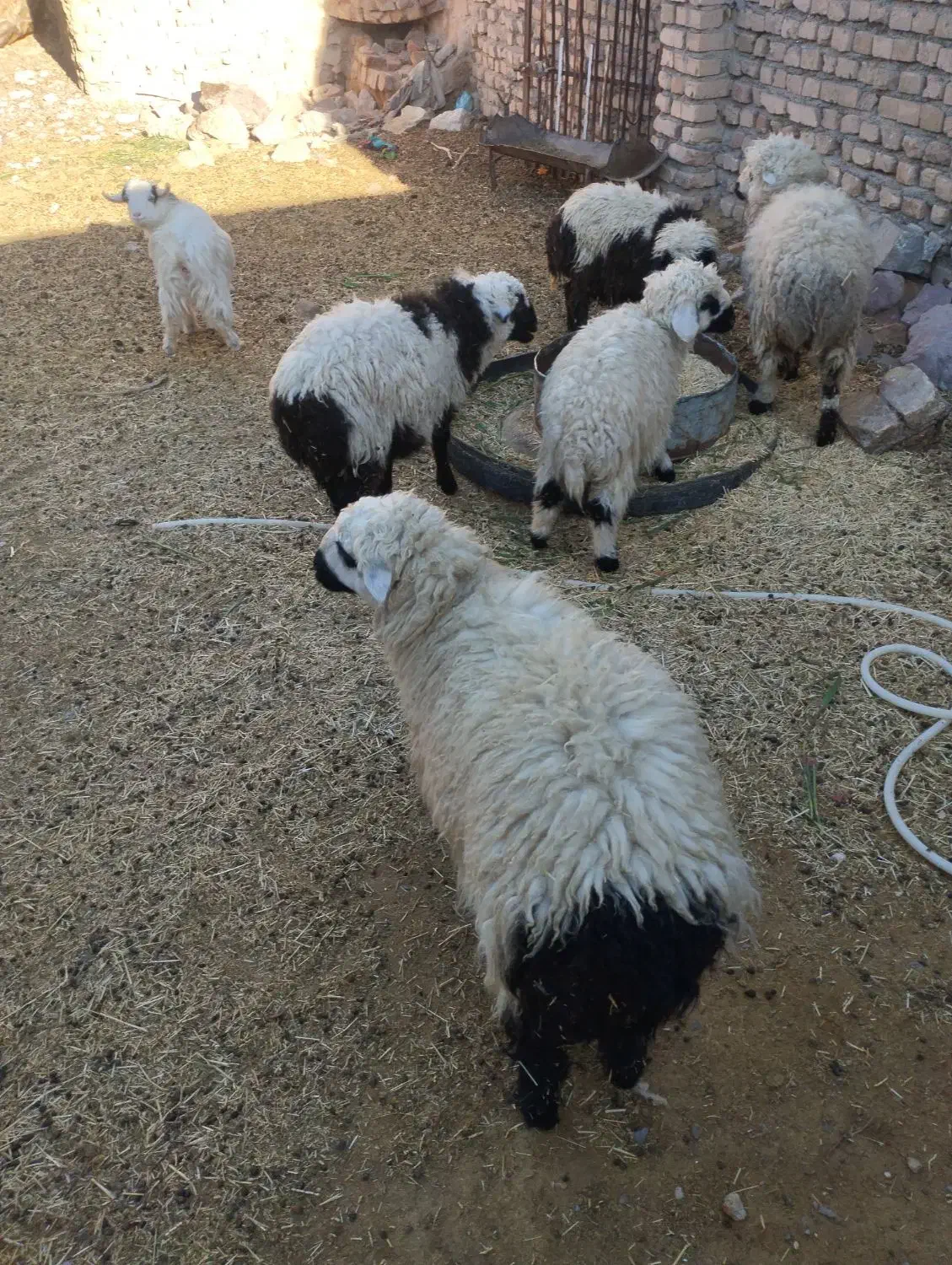 بره بره|حیوانات مزرعه|بیرجند, |دیوار