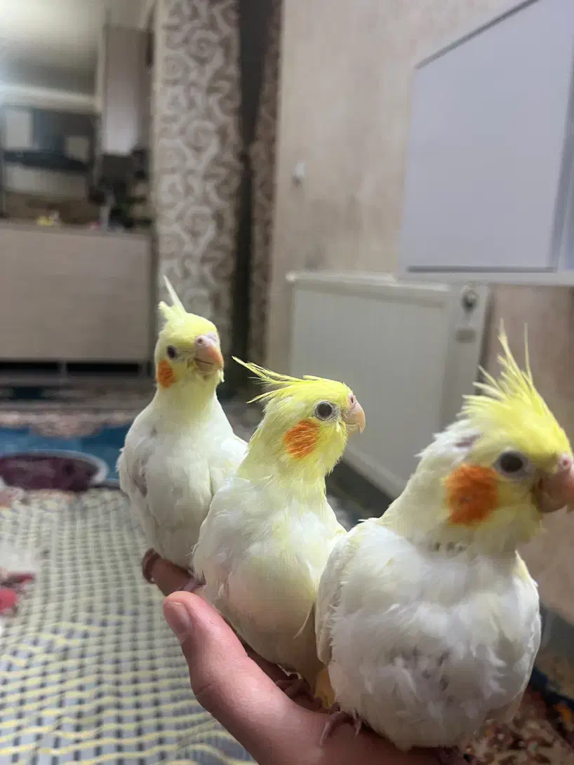 جوجه عروس هلندی ۳۰ روزه|پرنده|محمدیه-قزوین, |دیوار