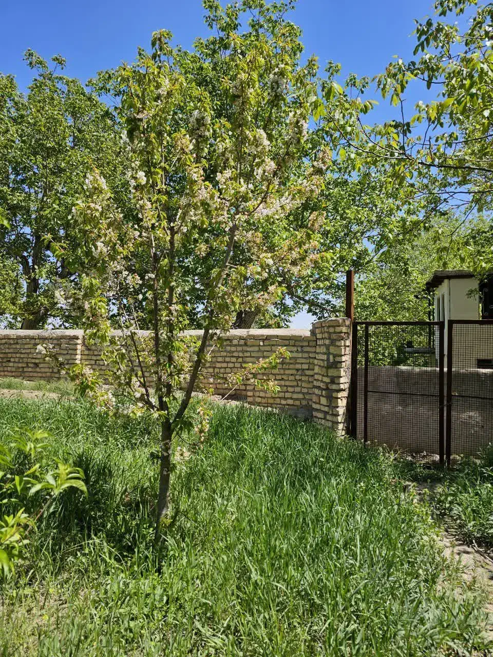 فروش باغ|فروش خانه و ویلا|قم, چهل درخت|دیوار