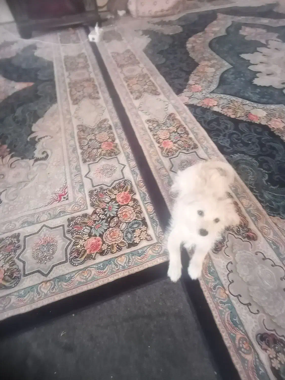 سگ تریر|سگ|شیراز, شهرک ترکان|دیوار