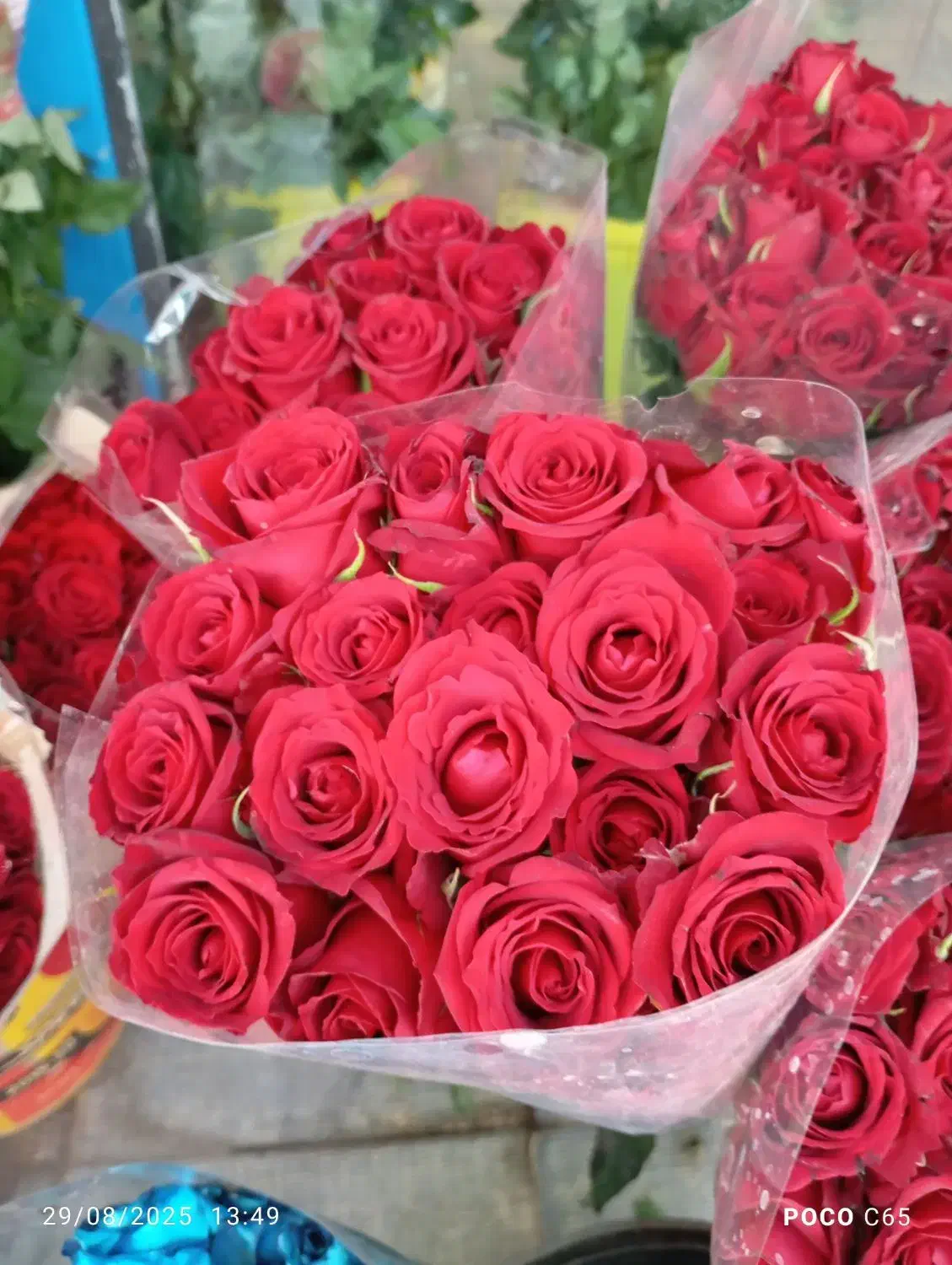 گل رز|گل و گیاه طبیعی|اصفهان, شاهزید|دیوار