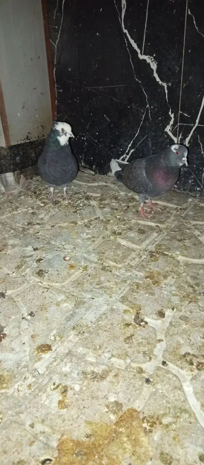 کبوتر سبز ابلق|پرنده|کهریزک, |دیوار