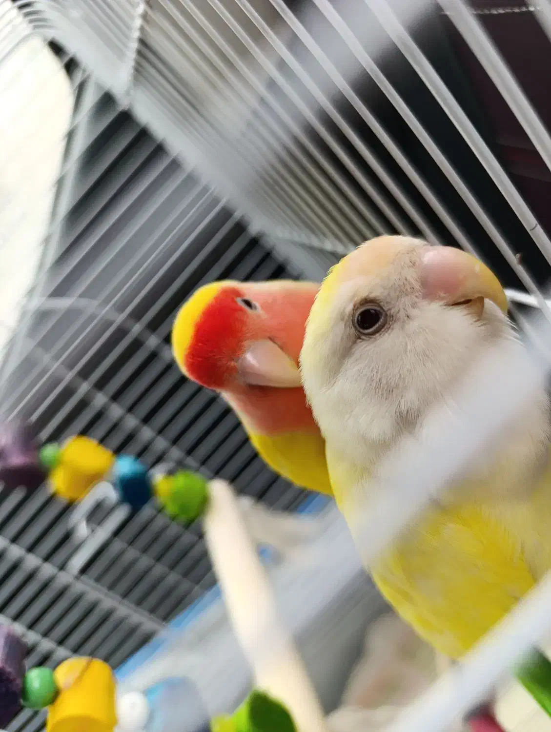 کوتوله برزیلی|پرنده|بندر انزلی, تهران|دیوار