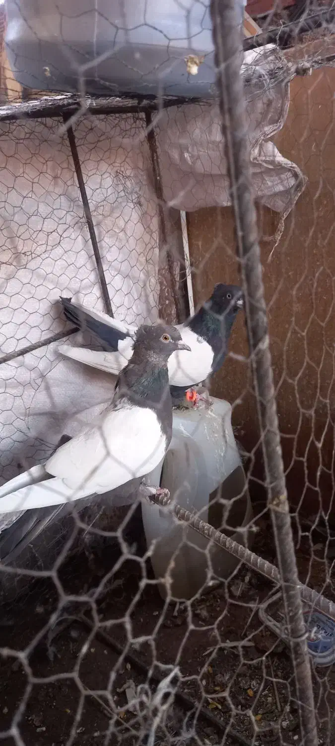 جفت سینه سیا|پرنده|کرمان, |دیوار