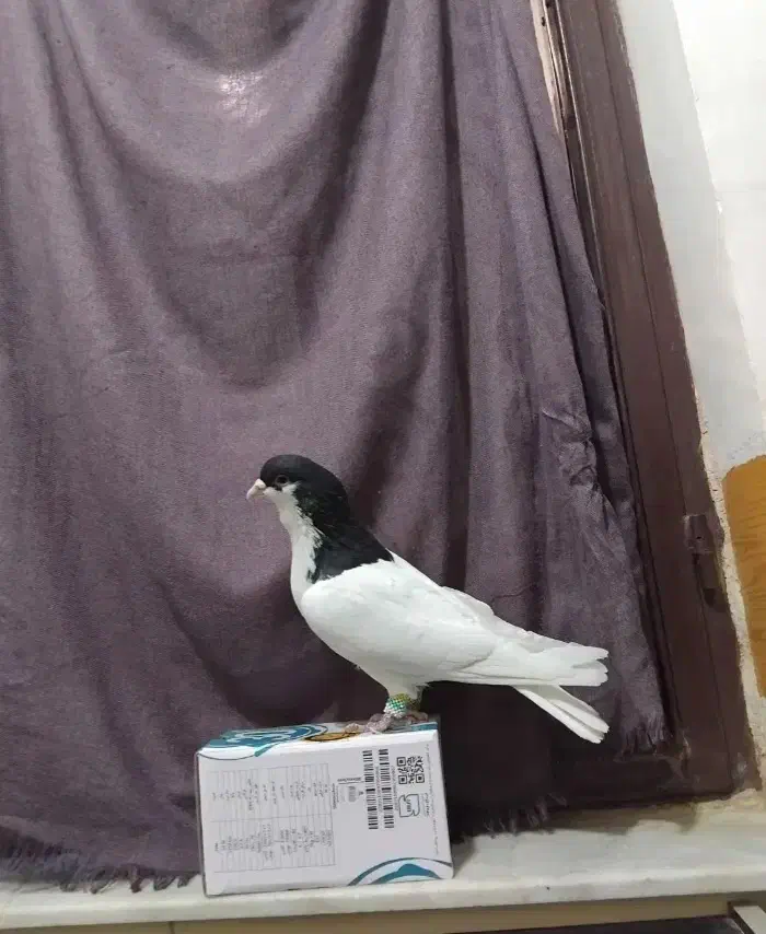 کبوتر|پرنده|اقبالیه, |دیوار