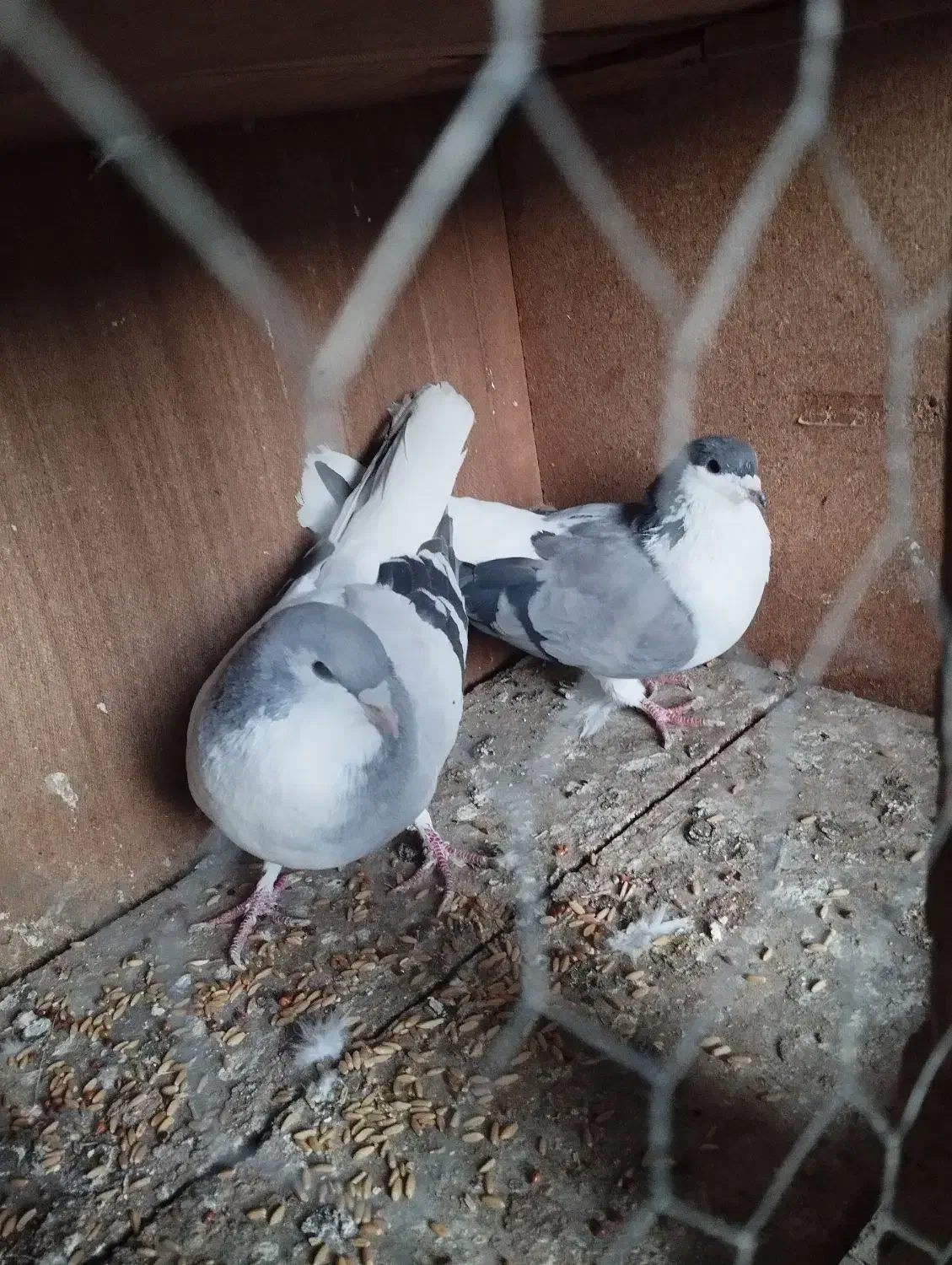 سیاه جفت|پرنده|میانه, |دیوار