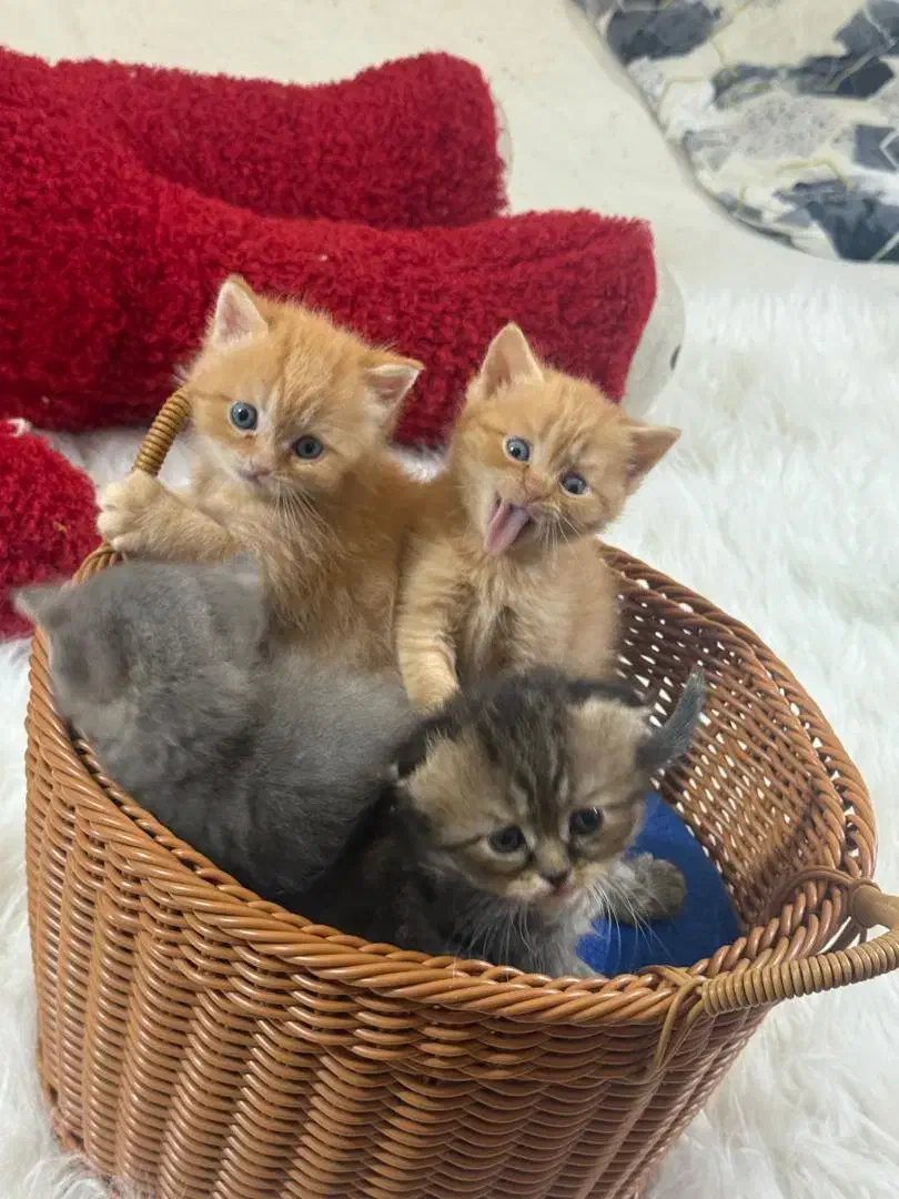 گربه بچه اسکاتیش بریتیش نر و ماده ۱۴تومان|گربه|گرگان, |دیوار